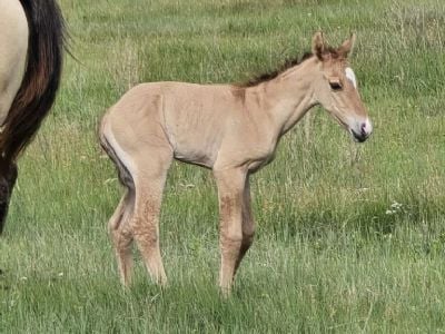 Top Gun Jester JW <BR>AQHA PENDING